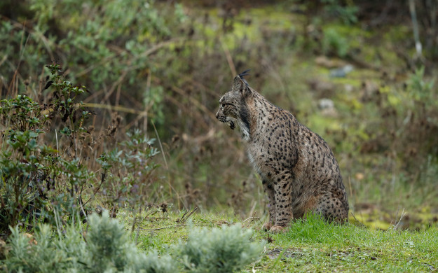Iberian Lynx (Iberisk Los)