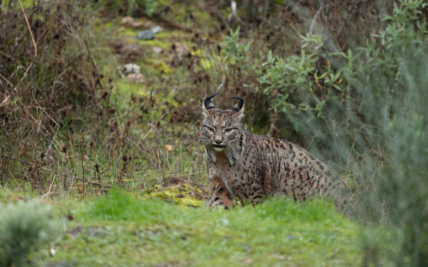 Iberian Lynx (Iberisk Los)